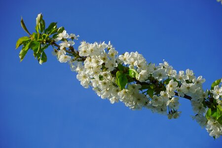 Tree flowering twig branch photo