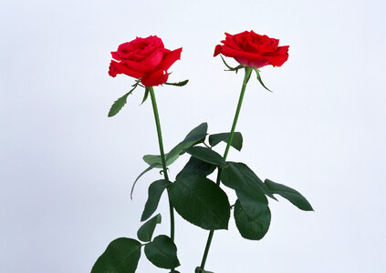 A bunch of red roses photo