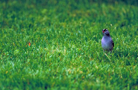 Bird grass plants greenery