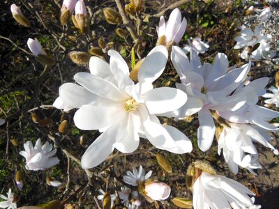 White stardust trees close-up