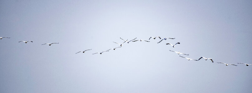 Line of flying pelicans photo