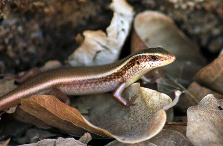 Reptile Lizard Like photo