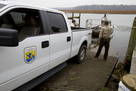 Electrofishing for Northern Snakehead-3