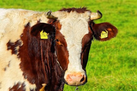 Agriculture beef cute