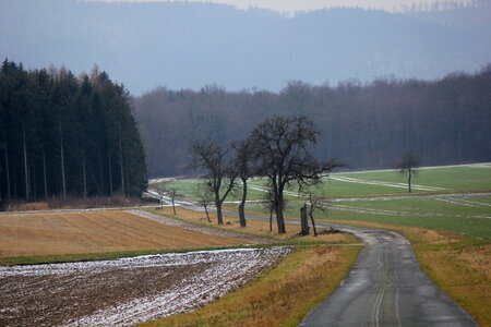 Bleak tree, forest and acre – an autumn scenery