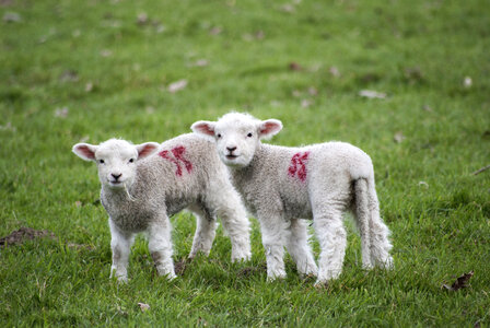 Two Baby Lambs on Pasture photo