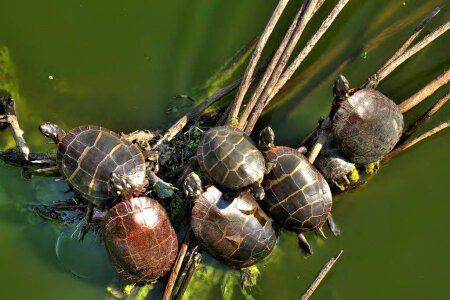 Painted turtles photo