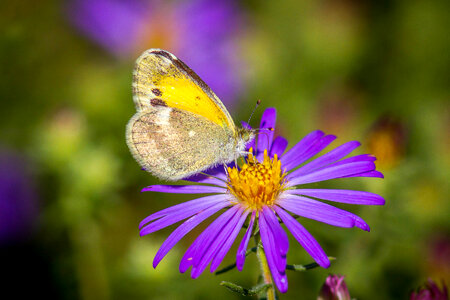 Dainty Sulphur