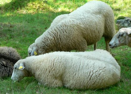 Sheep flock of sheep flock photo