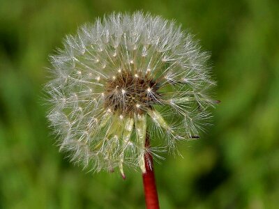Seed blossom plants