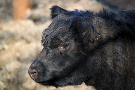 Cattle cows beef