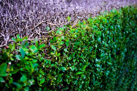 Close ecological ecology