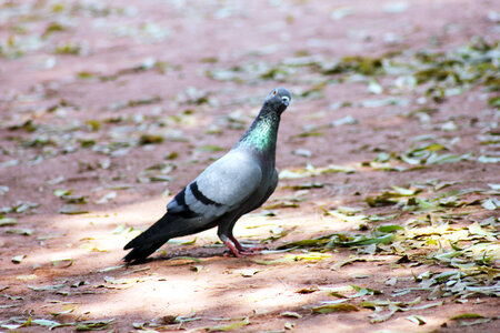 Pigeon On Ground Sitting photo