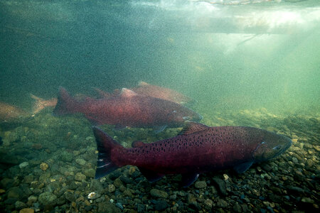 Chinook salmon migrating-1
