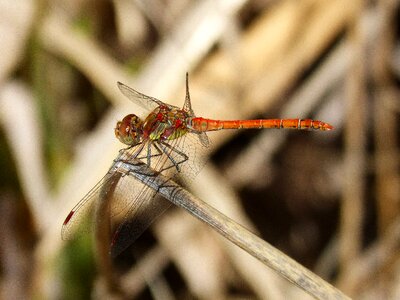 Wings insect red dragonfly photo