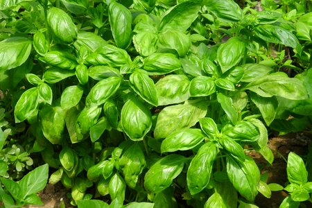 Food vegetables garden