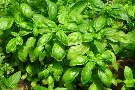 Food vegetables garden photo