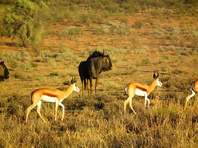 Antelope wild africa photo