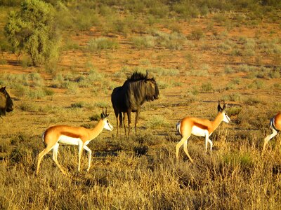 Antelope wild africa