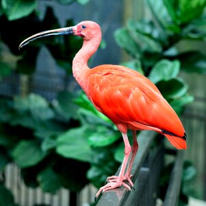 Feather wildlife beak photo