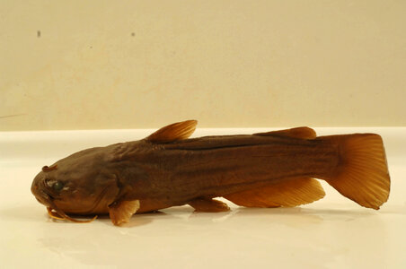 Ameiurus natalis-1