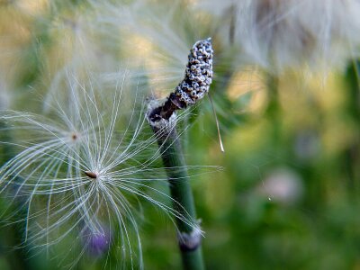 Nature meadow macro
