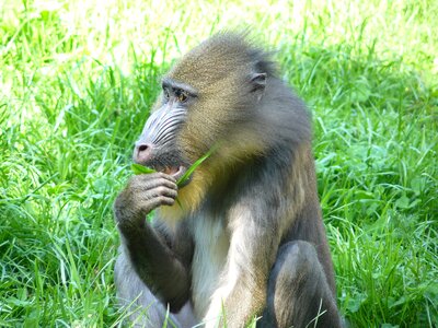 Monkey baboon primate