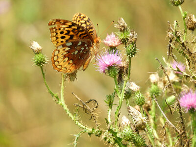 Great spangled fritillary-2 photo