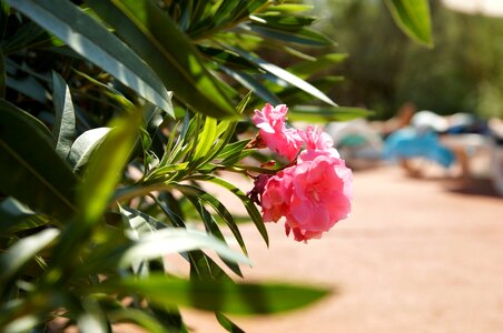 Bloom blooming flower