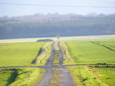 Path through green fields photo