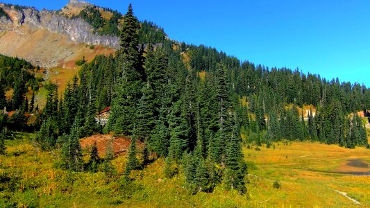 Branch cloud conifer photo