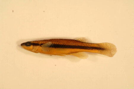 Fundulus olivaceus-1