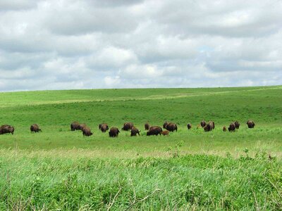 Bison grazing photo