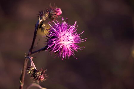 Beautiful Flowers biology bloom