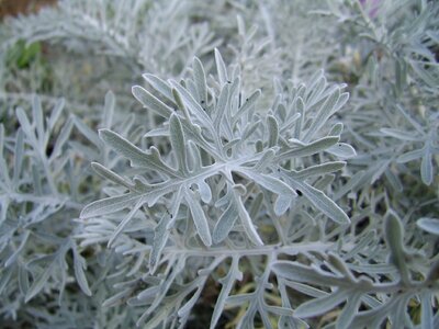 Nature floral foliage