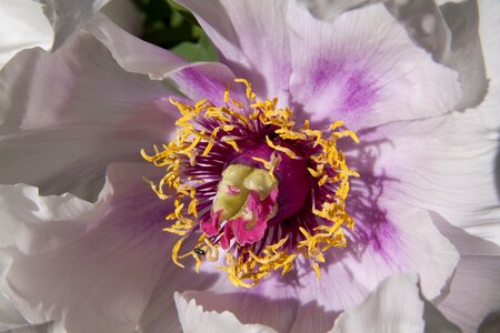 Flora spring blossom photo