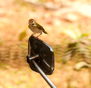 Animal bird chrome