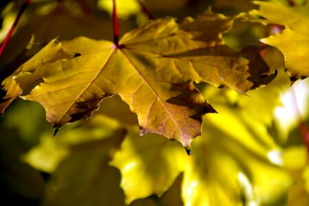 Autumn autumn season branch photo