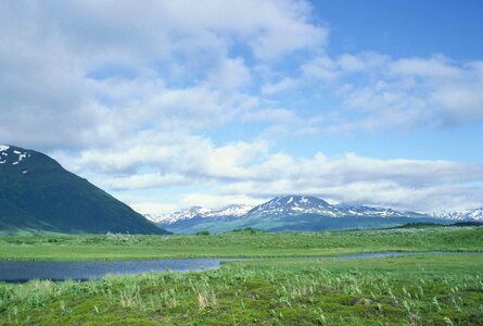 Alaska bearing countryside