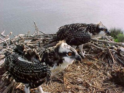 Bird nest osprey photo