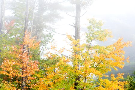 Autumn fog forest photo