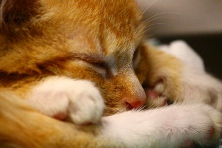 Sleep fur red cat