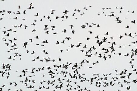 Swarm haze wild geese photo