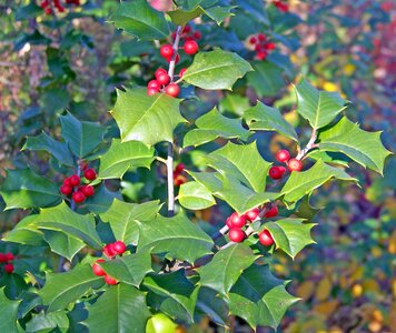 Evergreen christmas xmas photo