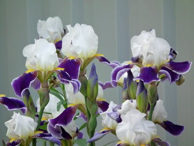 White purple colorful