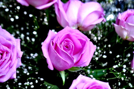 Beautiful Pink Rose photo