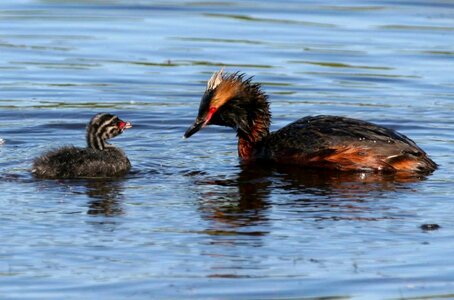 Aquatic Bird bird chick