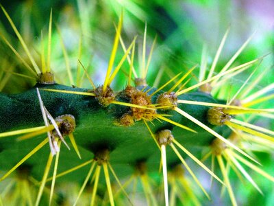 Green yellow plants