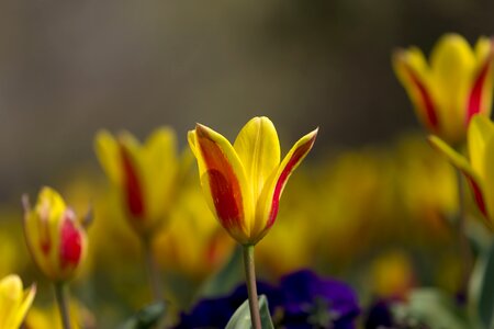 Yellow red flowers