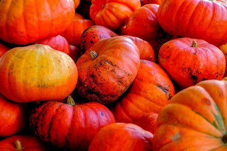 Autumn warm pumpkins